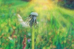"Dandelion Sunrise" by Fred Danziger