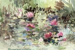 AAC - Frog Pond-Water Lilies
