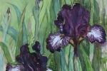 Dark Purple