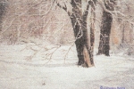 Winter Trees